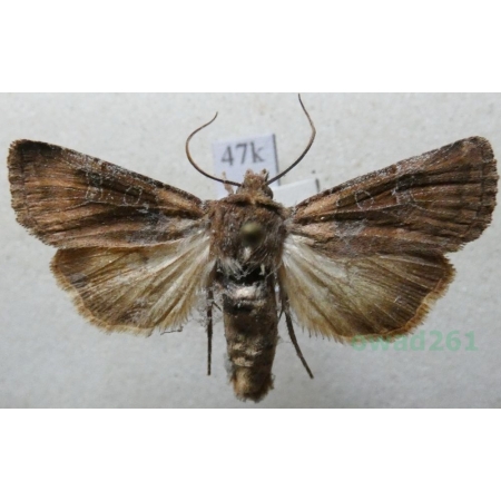 Chersotis cuprea (Denis & Schiffermüller, 1775) Slovakia47k